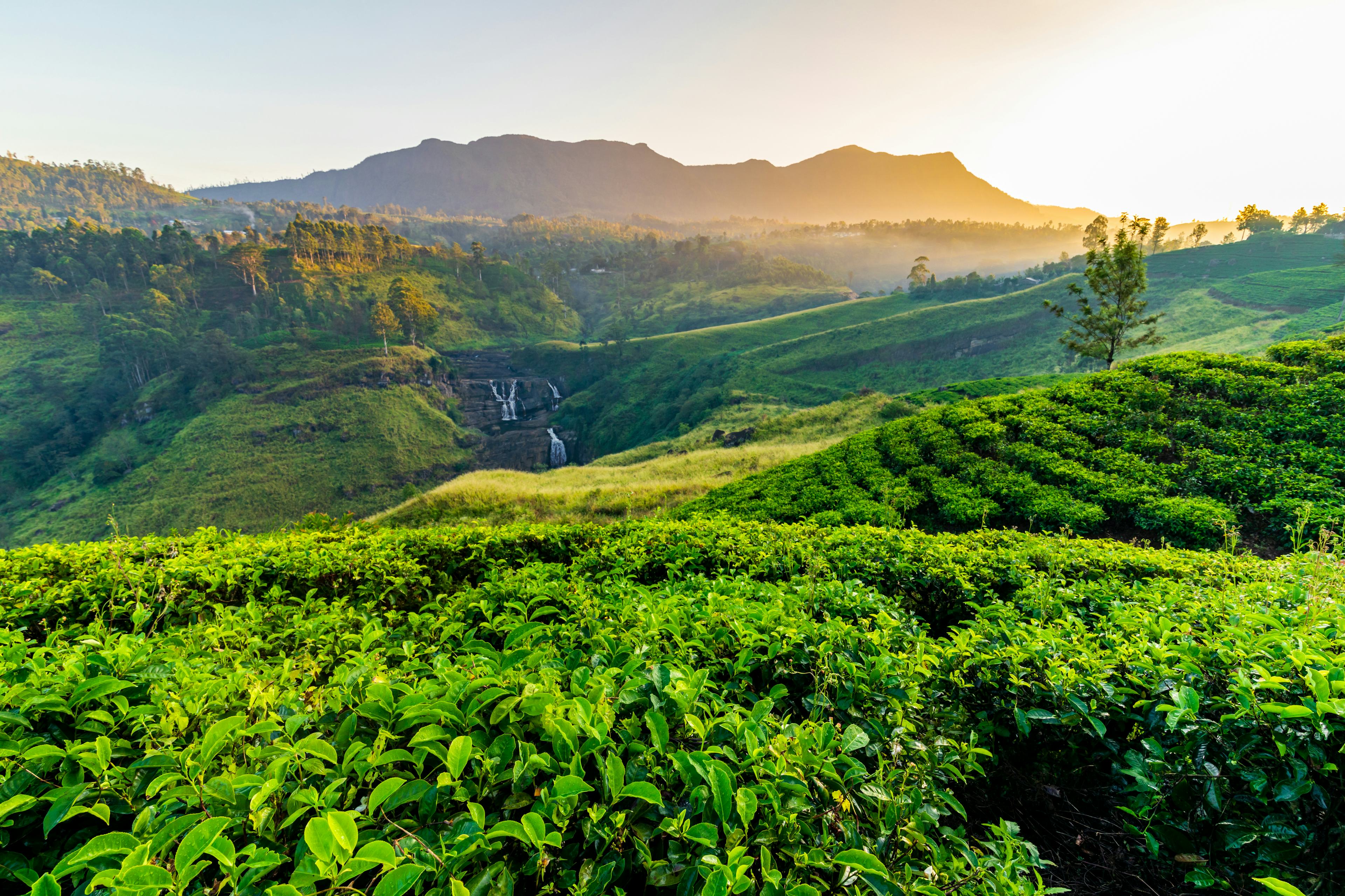 ヌワラエリヤ観光