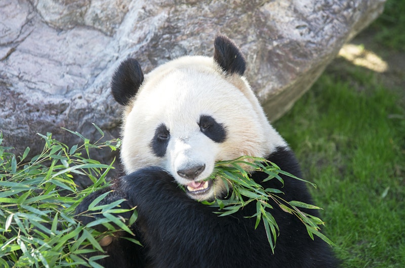 上海蟹オプショナルツアーつき!上海野生動物園に好アクセスなホテルに宿泊。JAL利用
