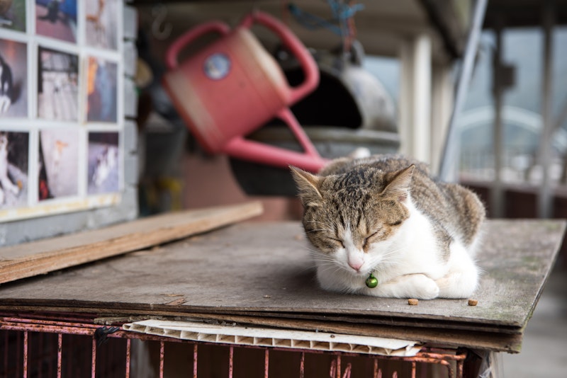 高美湿地の絶景とかわいい猫に癒やされる台湾旅。台北から猫村＆十分＆台中を訪れる4日間