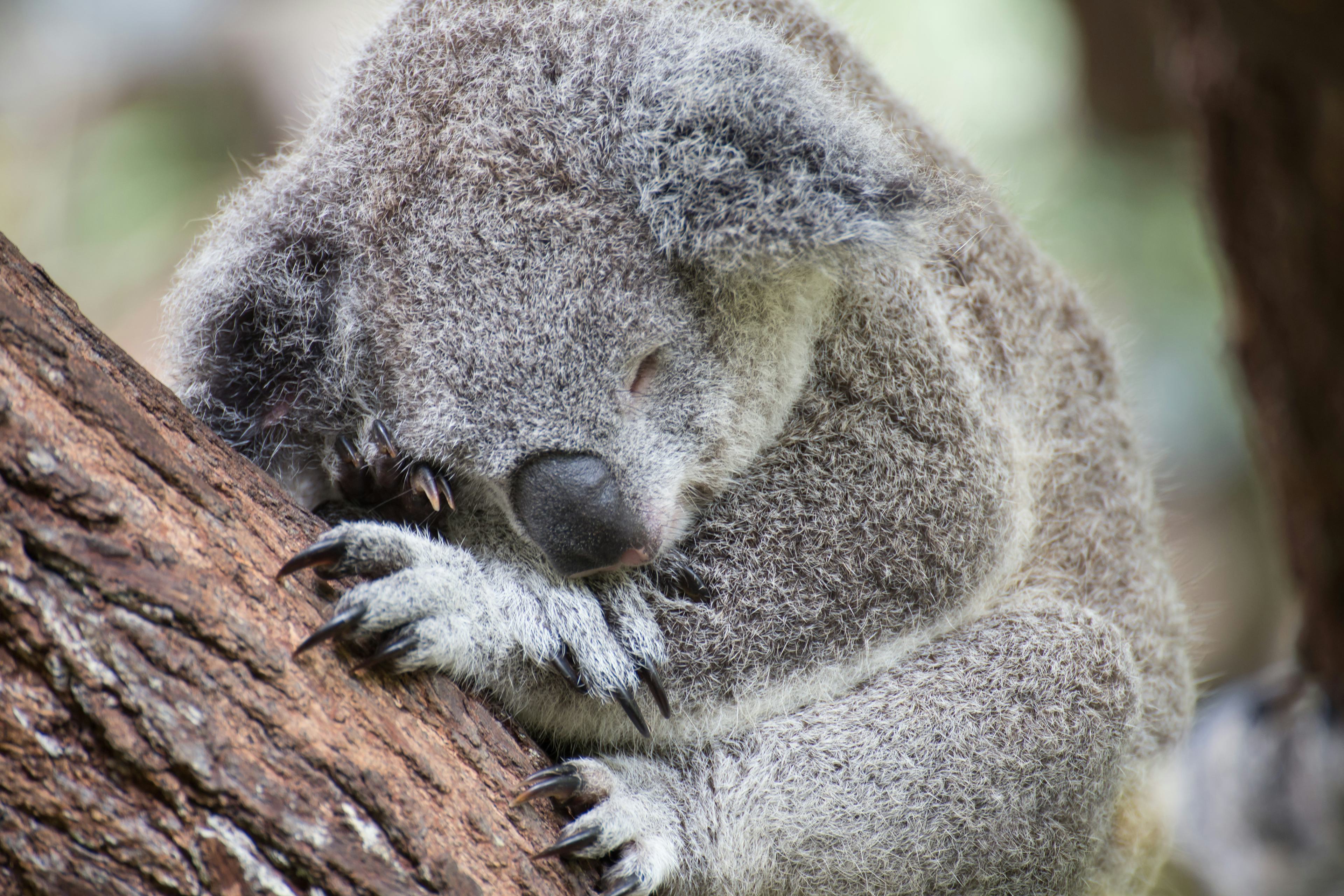 ケアンズ旅行・ツアー