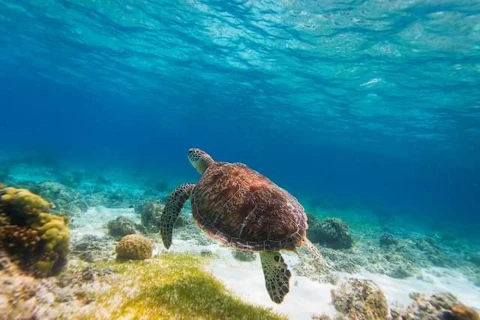 コスパよく人気の南国へ！2つ星のおまかせホテルで快適なセブ旅。ビジネスクラス利用