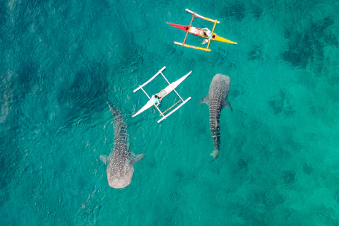 早朝のジンベイザメツアーつき！おまかせホテル泊でセブを満喫。ビジネスクラス利用