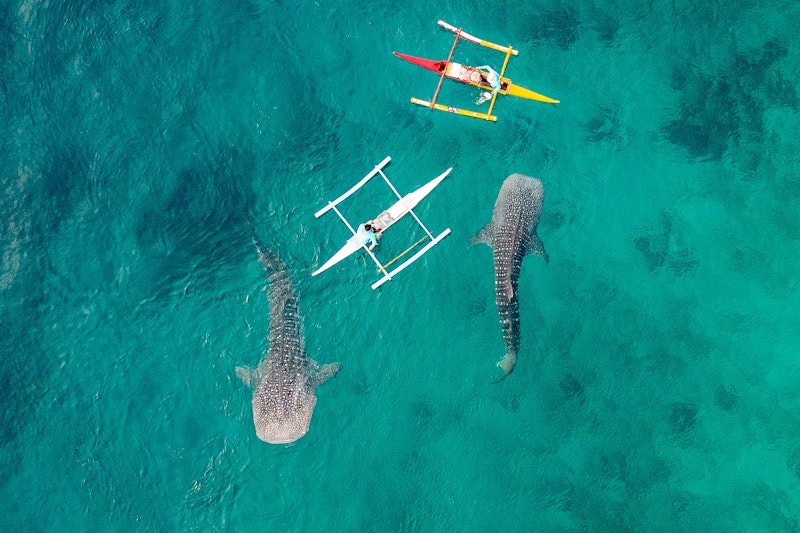 早朝のジンベイザメツアーつき！おまかせ2つ星ホテル泊でセブを満喫。ビジネスクラス利用