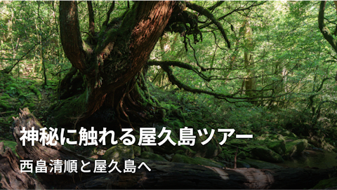 縄文杉が待つ太古の森へ 極上リゾートとキャンプで 神秘に触れる屋久島ツアー｜NEWT（ニュート）