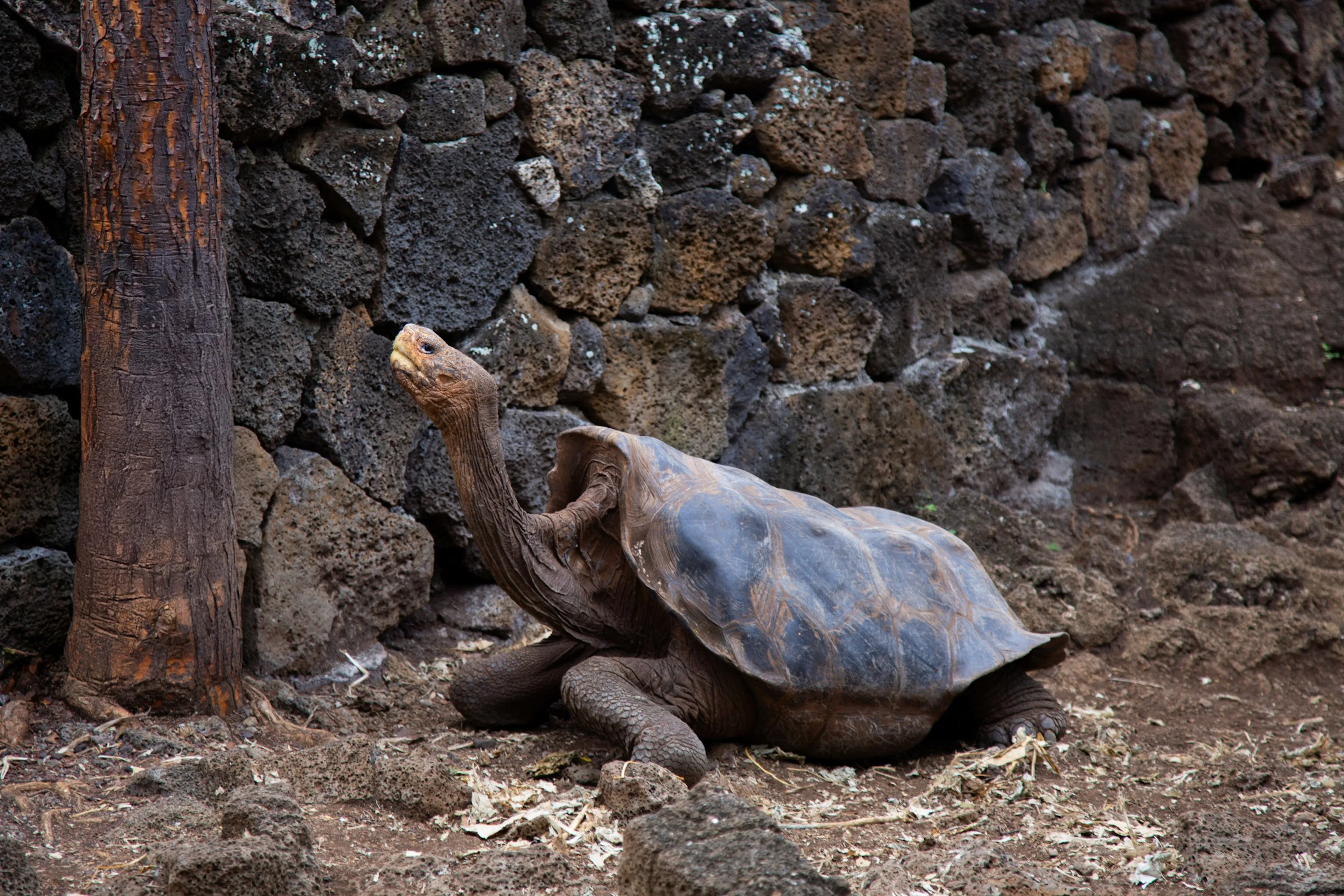 Galapagos giant tortoise
