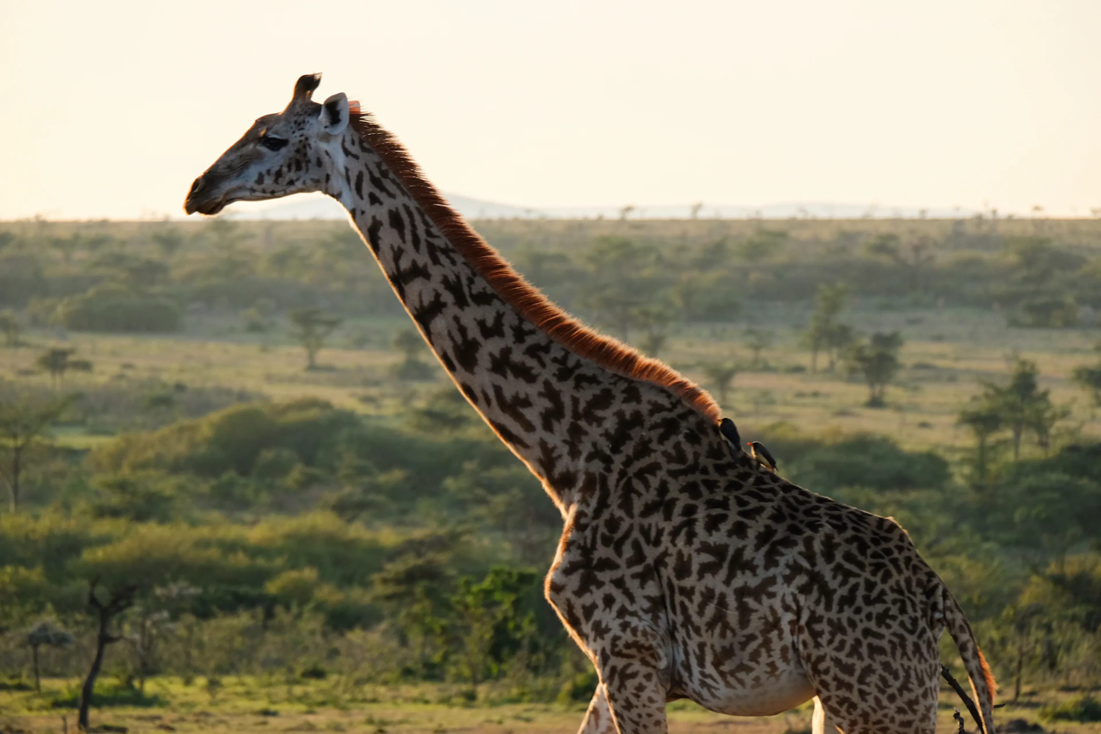 Giraffe in grassy savanna at sunrise