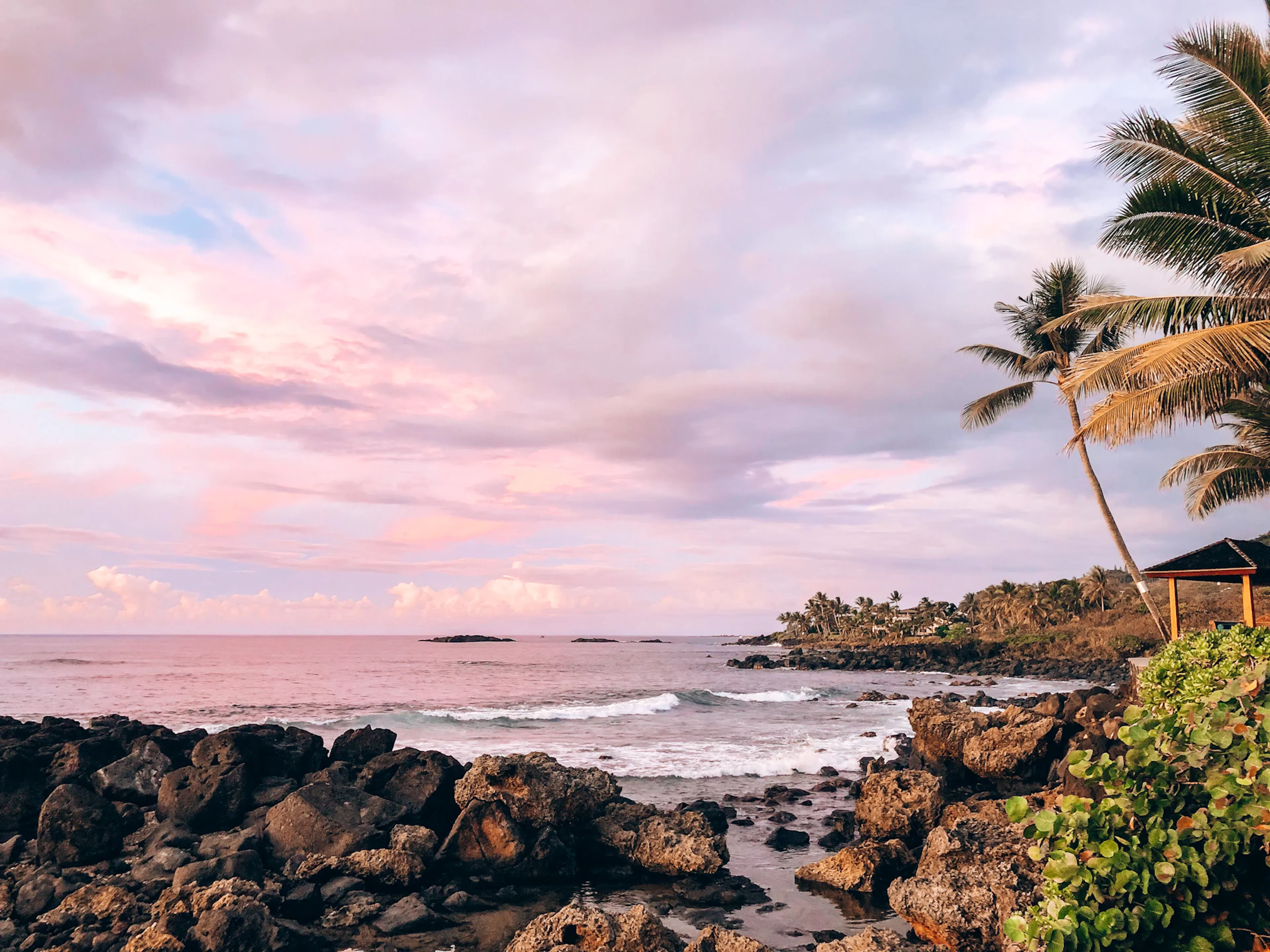 Palm tree on rock formation near sea in Hawaii