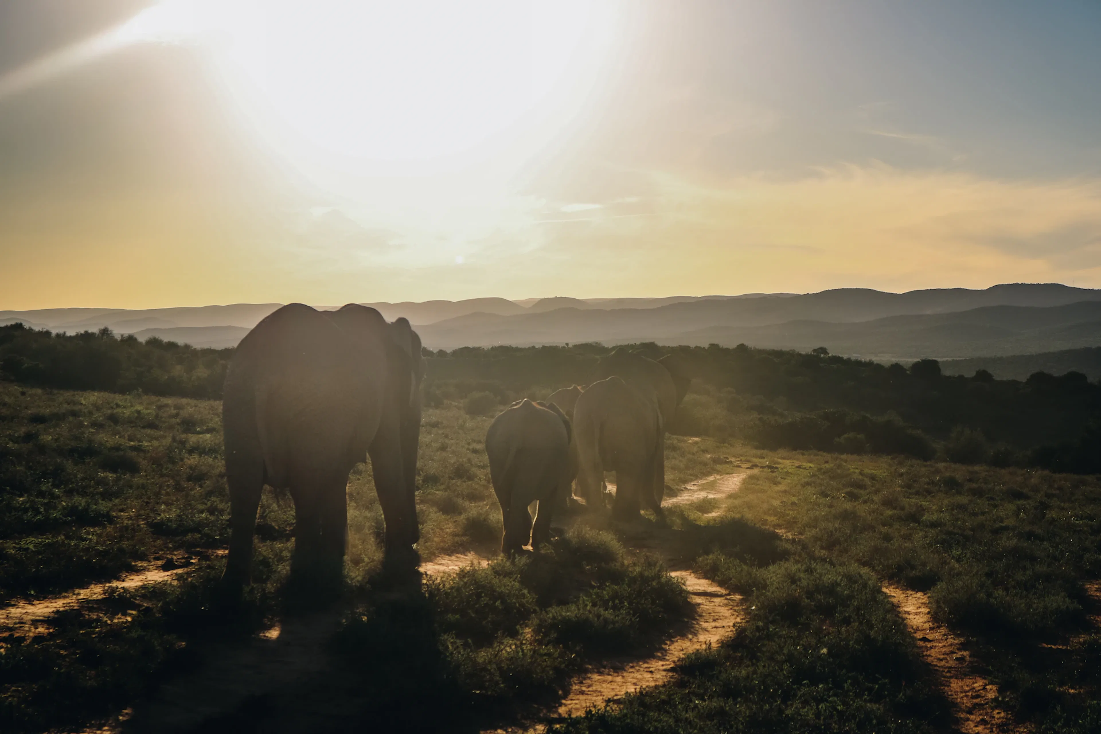 Elephants walking across a lush green field