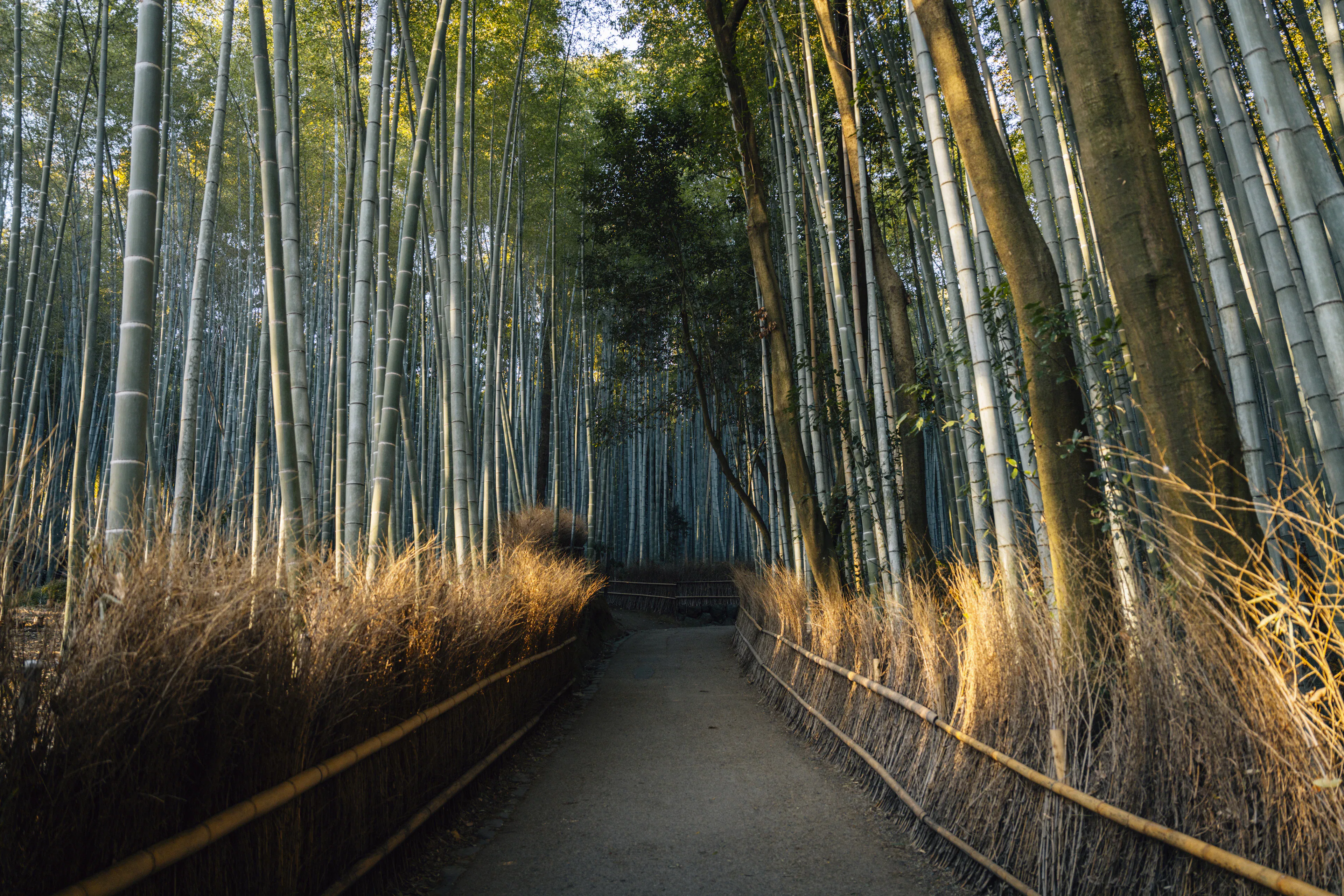 Path through a dense bamboo forest with sunlight