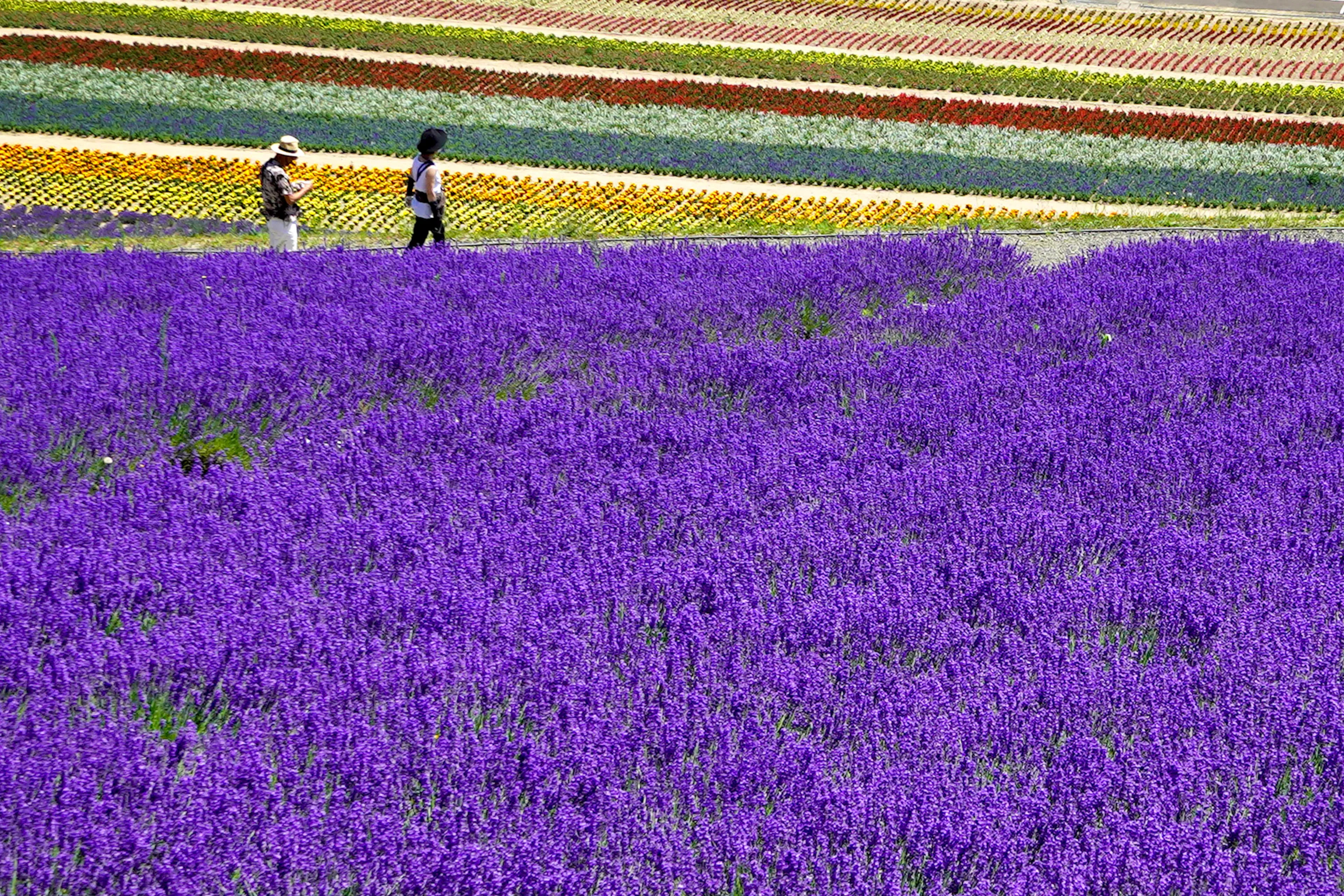 Lavender field in Hokkaido landscape