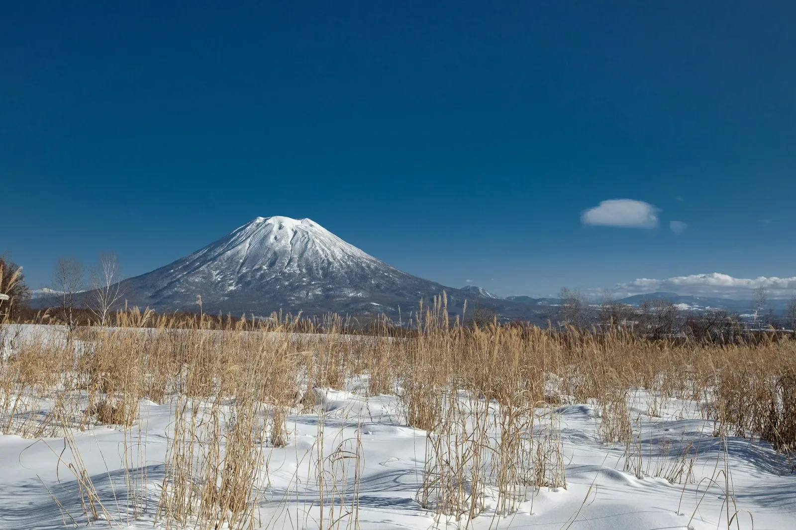 Lavender field in Hokkaido landscape